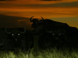 Herd of African Buffalo (Syncerus Caffer)At Night