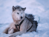 One of Naomi Uemura's Alaskan Sled Dogs for Solo Trip to North Pole