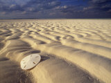 Sand Dollar Lies on a Sandy Beach