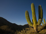 Lone Cactus Stands Against the Blue Sky