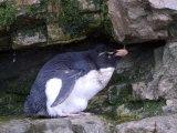 Rockhopper Penguin Drinking from a Trickle of Water