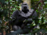 Lowland Gorilla Eating Fruit That Causes His Lips to Stick Together