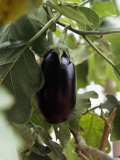 Eggplant Growing in a Safari Camp Garden