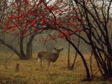 White-Tailed Deer Doe in a Foggy Forest Clearing in Autumn