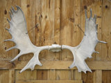 Antlers Hang at Katishna Roadhouse in Katishna  Alaska