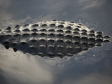 Back of an Alligator Near Anhinga Trail in Everglades National Park