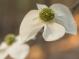 Pacific Dogwood Bloom in Spring in the Stanislaus National Forest