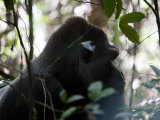 Silverback Western Lowland Gorilla Walking Through the Forest