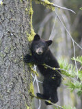 American Black Bear (Ursus Americanus)  First Year Cub in a Tree