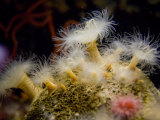 Yellow Zoanthid Waves in the Tidal Current
