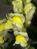 Antirrhinum Latifolium  the Large Snapdragon