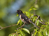 Male Eastern Towhee  Pipilo Erythrophthalmus  Perched on a Branch