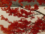 Red Maple Tree Branches with Backdrop of Price Lake