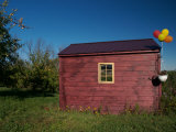 Red Shed Stands in an Apple Orchard  with Balloons Attached