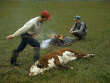 One Boy Holds a Cow with Rope as Another Heats a Branding Iron