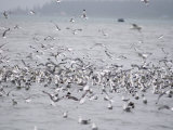 Kittiwakes Feeding on the Water