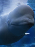 Close Portrait of a Beluga Whale