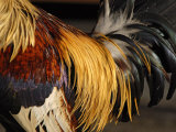 Fighting Cock