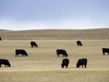 Herd of Cattle Graze in a Field