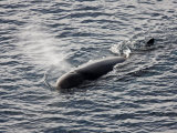 Northern Bottlenose Whale  Hyperoodon Ampullatus  Surfacing for Air