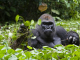 Silverback Soaks in a Swamp for Hours While Munching Herb Roots