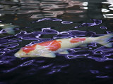 Koi Fish Swimming on the Surface of the Water
