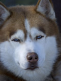 Portrait of a Husky Dog in Alaska