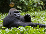 Silverback Soaks in a Swamp for Hours While Munching Herb Roots