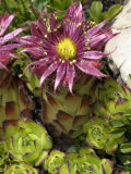 Flower of Sempervivum Montanum  or Mountain Houseleek
