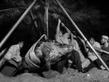 Researchers Weigh a Leatherback Turtle Nesting on Matura Beach