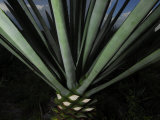 Henequen Plant  Used to Make Hammocks