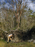 Man Looking for Native American Relics Digs in Mound Below Birch Tree