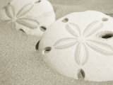 Two Sand Dollars Rest in the Sand of the Beach