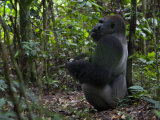 Male Western Lowland Gorilla Collecting Fruit
