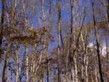 Stand of Partially-Denuded Trees and Clear Blue Sky