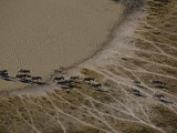 Aerial of a Herd of Burchell's Zebras Following Time Worn Paths