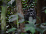 Female Lowland Gorilla Resting in the Shade of the Forest Canopy