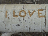 Close-up of Carving on a Trunk of a Quaking Aspen Tree in Fall