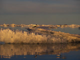 Bonaparte's Gulls Resting on Drifting Multi Year Ice