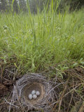 Four Eggs in a Bird Nest in Tall Grass