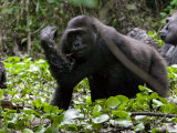 Female Western Lowland Gorilla Slapping at a Tsetse Fly