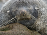 Southern Fur Seal with Long Whiskers  Sleeping