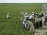 Farmers Examine Wheat at an Agricultural Experiment Station