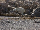 Polar Bear Scavening a Carcass on a Rocky Beach