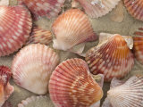 Scallop Shells on a Beach
