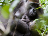 Mother Western Lowland Gorilla Protecting Her Baby