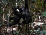 Playtime for a Pair of Juvenile Western Lowland Gorillas
