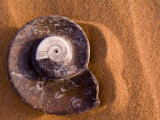 Seashell Fossil in the Sand