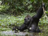 Silverback Soaks in a Swamp for Hours While Munching Herb Roots