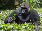 Silverback Soaks in a Swamp for Hours While Munching Herb Roots
